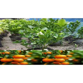 Organic Orange Plant